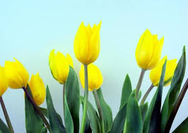 tulip flower stock photos images and