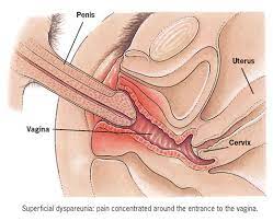 Penis in vaginal