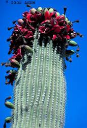Saguaro blooms arizona state flower. Saguaro Cactus Fact Sheet
