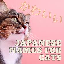 cute anese cat names for your pet