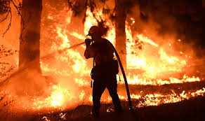 Image result for Wildfire jpg