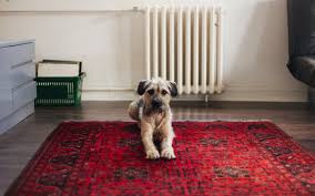 how to get dog vomit out of rug