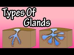 apocrine glands