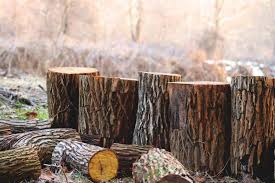 Wycięcie drzewa na posesji – jakie formalności i opłaty?