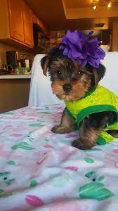 Find the perfect puppy for sale in tucson, arizona at next day pets. 1 000 Male Yorkie Puppy House Trained Puppies For Sale Tucson Az Shoppok