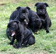 Acceptable colors include red, fawn, white, black, any shade of brindle, and blue, with or without white. Staffy Puppy Love Love Love What I Wouldn T Give To Have Just One Staffy Dog Pitbull Terrier Cute Puppies