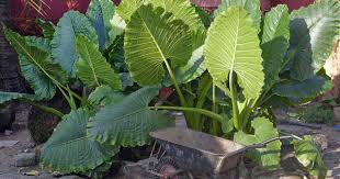 Once established, elephant ears require little attention. Elephant Ear Plant Growing And Care Of Colocasia