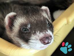 Calculate Ferret Age In Human Years Equivalence
