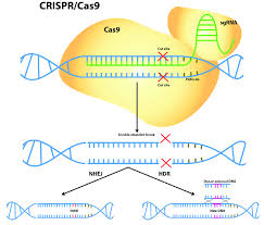 crispr cas9 ated gene editing