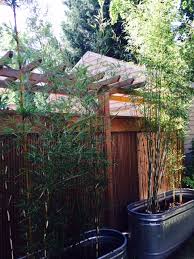 Clumping Bamboo In One Year From 5