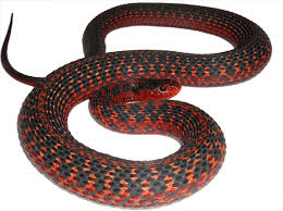 the garter snake a north american icon