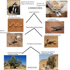 Food webs can have a lot of parts. Image Result For Sahara Desert Food Web Monitor Lizard Biomes Food Web