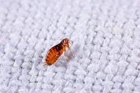 Fleas In Carpet Home
