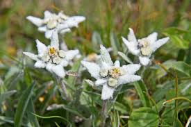 amazing edelweiss flower meaning and