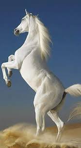 white horse white horse s hd