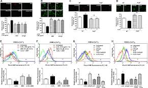 Arginase Ii Activity Regulates Cytosolic Ca 2 Level In A