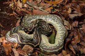 carpet python dead snake coiled