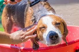 dog heat rash signs treatment and