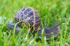 guide to slugs and snails how to