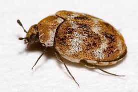how to find carpet beetles fenn