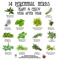 Perennial Herbs Chart Perrenial Herbs Herbs List Herb Garden