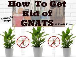 How To Get Rid Of Gnats In Houseplants