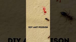 diy ant poison antpoison gardening