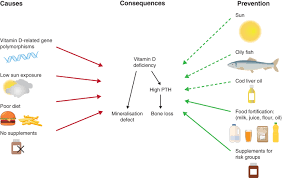 In humans, the most important compounds in this group are vitamin d 3 (also known as cholecalciferol) and vitamin d 2 (ergocalciferol). Current Vitamin D Status In European And Middle East Countries And Strategies To Prevent Vitamin D Deficiency A Position Statement Of The European Calcified Tissue Society In European Journal Of Endocrinology Volume