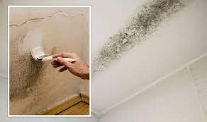 How And When To Paint Over Mouldy Walls