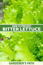 why homegrown lettuce is bitter and how