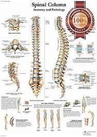 Details About New Anatomical Spinal Column Diagram Chart Spine Anatomy Print Premium Poster