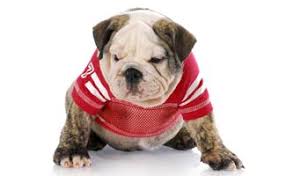 List Of College Colors Gear Your Pup Will Look Great In