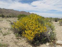 We did not find results for: April 6 2017 Joshua Tree National Park U S National Park Service Wildflower Report Blog
