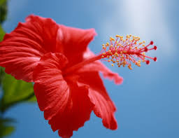 Tumbuhan berbunga mula muncul pada zaman cretaceous. Di Sebalik Merahnya Bunga Raya