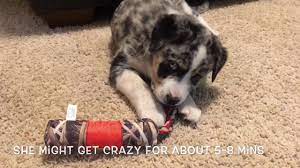 Teddy was an amazing dog, very smart, stubborn, more so than the 2 we. Australian Shepherd And Great Pyrenees Puppy Youtube