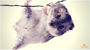 Winter white hamsters can interbreed between hamster species. Russian Dwarf Hamsters Facts Types Care Petsium
