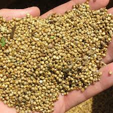 bajra pearl millet nutrition and