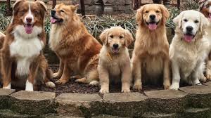 Golden retriever potty training from world famous dog trainer zak george golden retriever puppies. Keendog Golden Retriever Puppy Training What To Expect Youtube