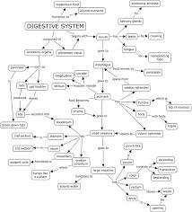 Digestive System Concept Map Digestive System Anatomy