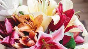 are lilies poisonous to dogs petmd