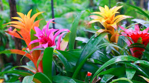 bromeliad plant care growing and