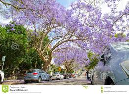 The petals come in a variety of looks. 548 Flowering Trees Australia Photos Free Royalty Free Stock Photos From Dreamstime