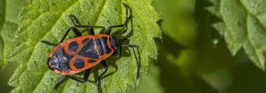 les gendarmes des insectes rouges et