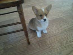 Puppyfinder.com is your source for finding an ideal pembroke welsh corgi puppy for sale in texas, usa area. Miniature Pembroke Welsh Corgi Puppies For Sale In Conroe Texas Classified Americanlisted Com