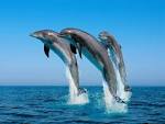 Image result for dolphin cove