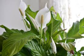 Is A Peace Lily Poisonous For Dogs