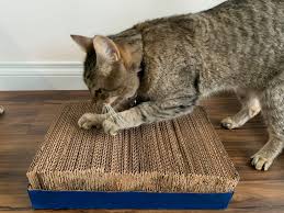 cat enrichment tools that you can make