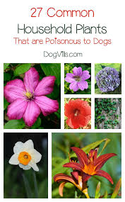 27 poisonous plants for dogs the