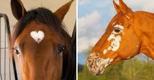 what-is-the-most-common-horse-marking