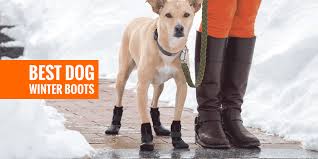 Top 6 Best Dog Winter Boots Paw Protectors Snow Boots